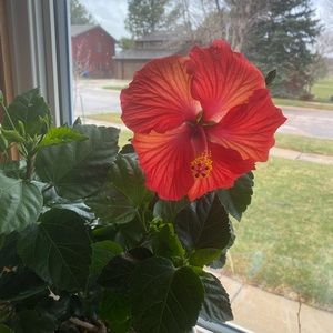 Meet your Posher, Bridget